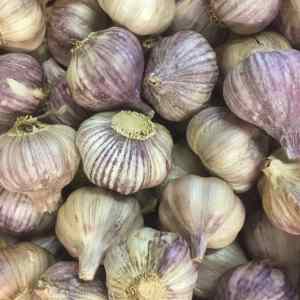 garlic